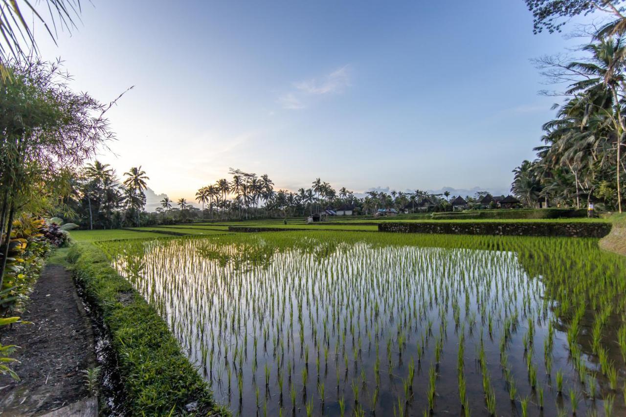 Villa Natha Ubud Eksteriør billede