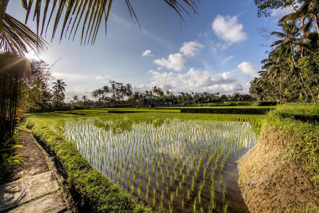 Villa Natha Ubud Eksteriør billede